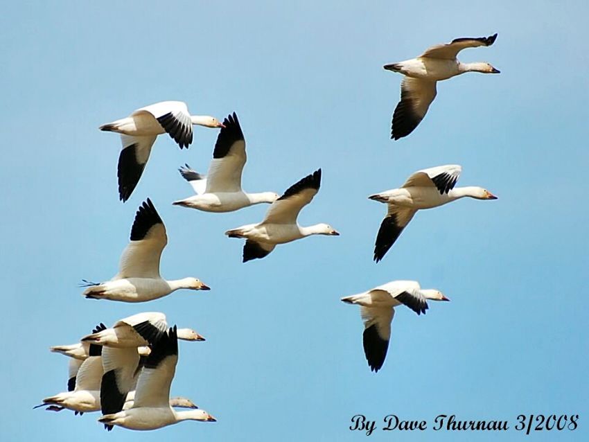 Snow Geese