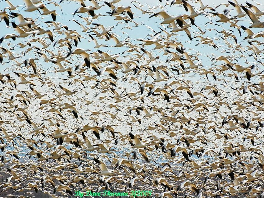 Snow Geese