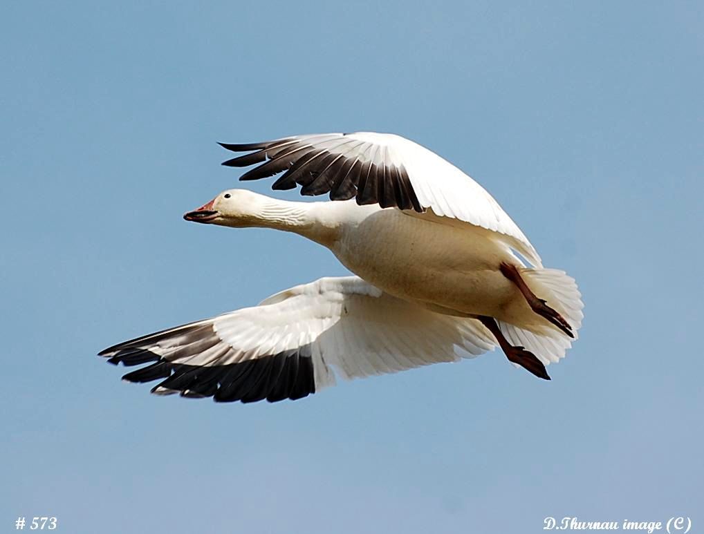Snow Goose