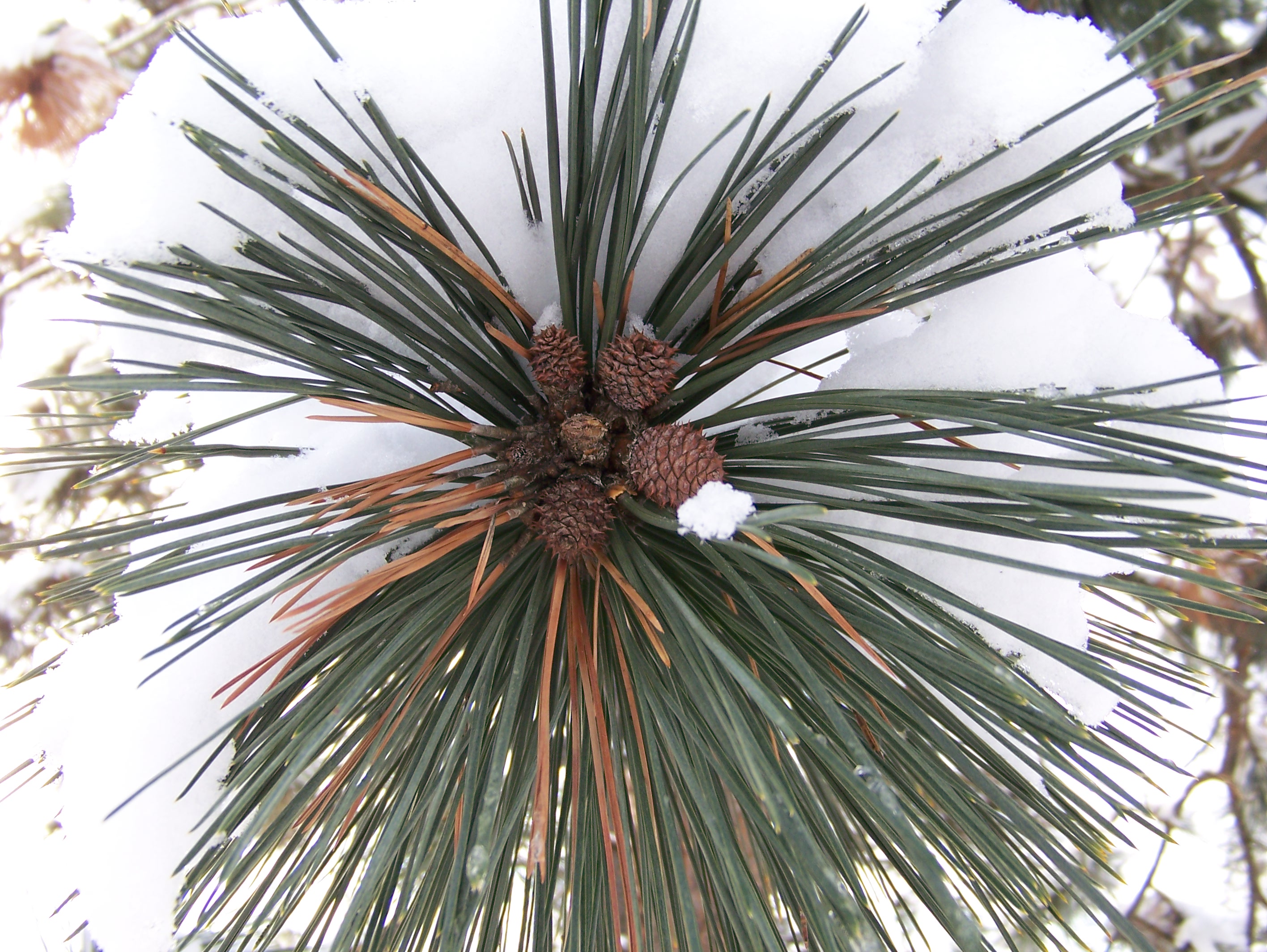 Snow
