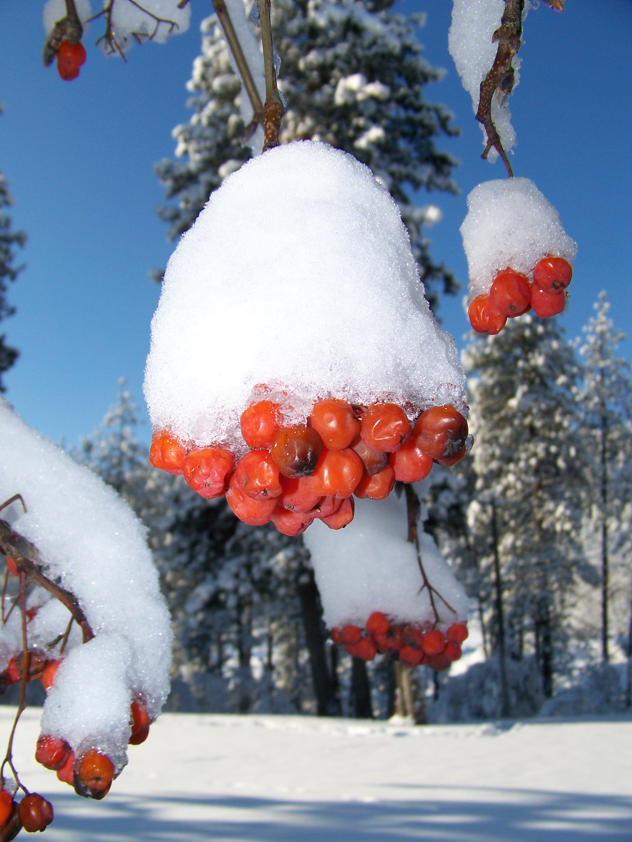 Snow