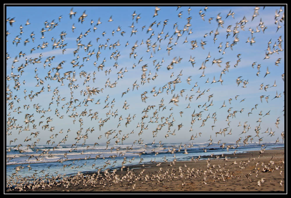 Snowy Plovers