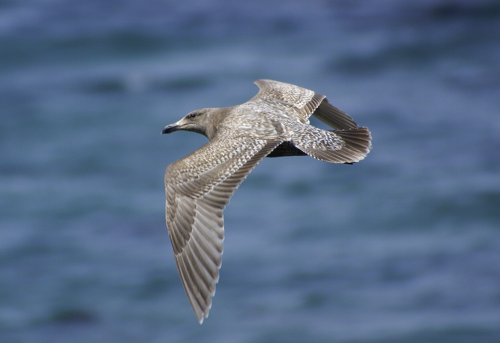 soaring in the breeze