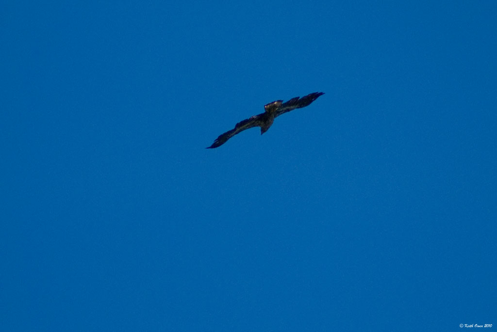 Soaring