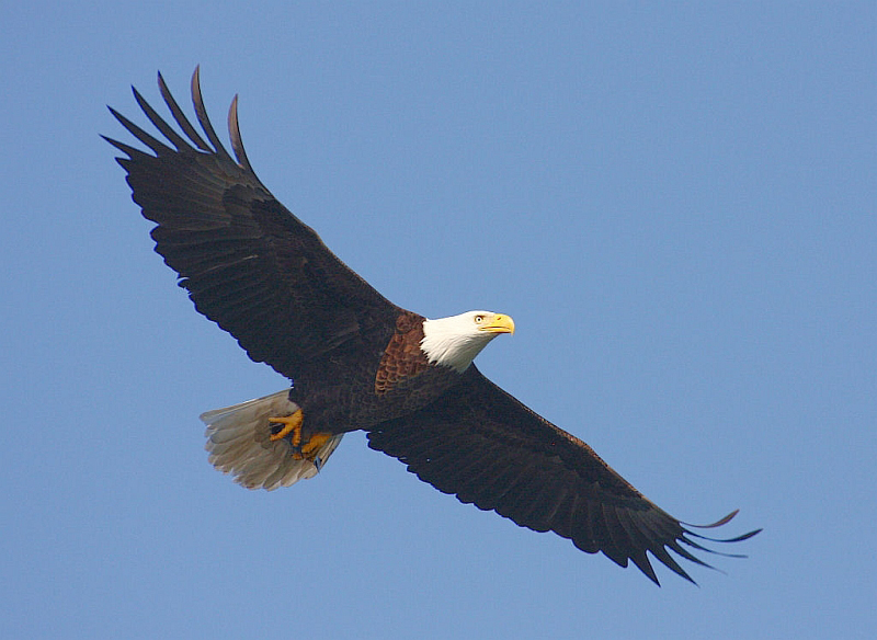 Soaring