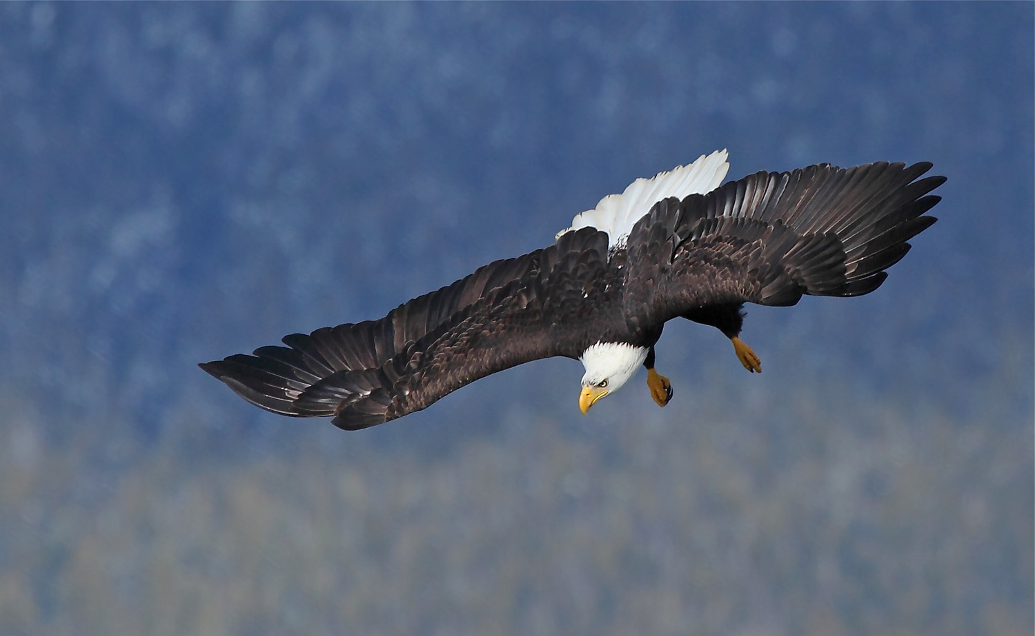Soaring
