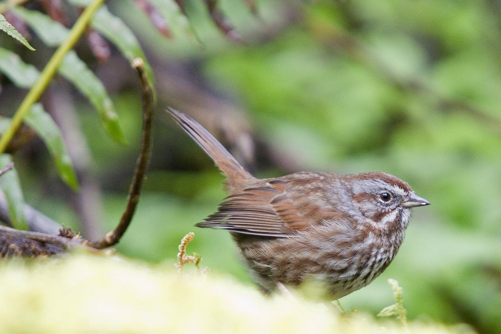Song Sparrow