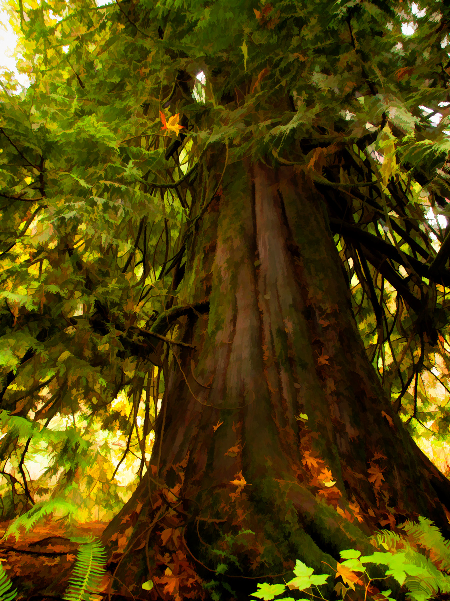 Sooke Cedar