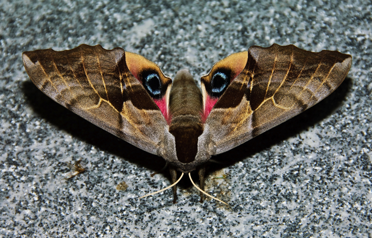 Sphinx Moth