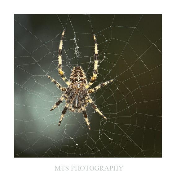 Spider