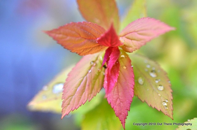 Spirea