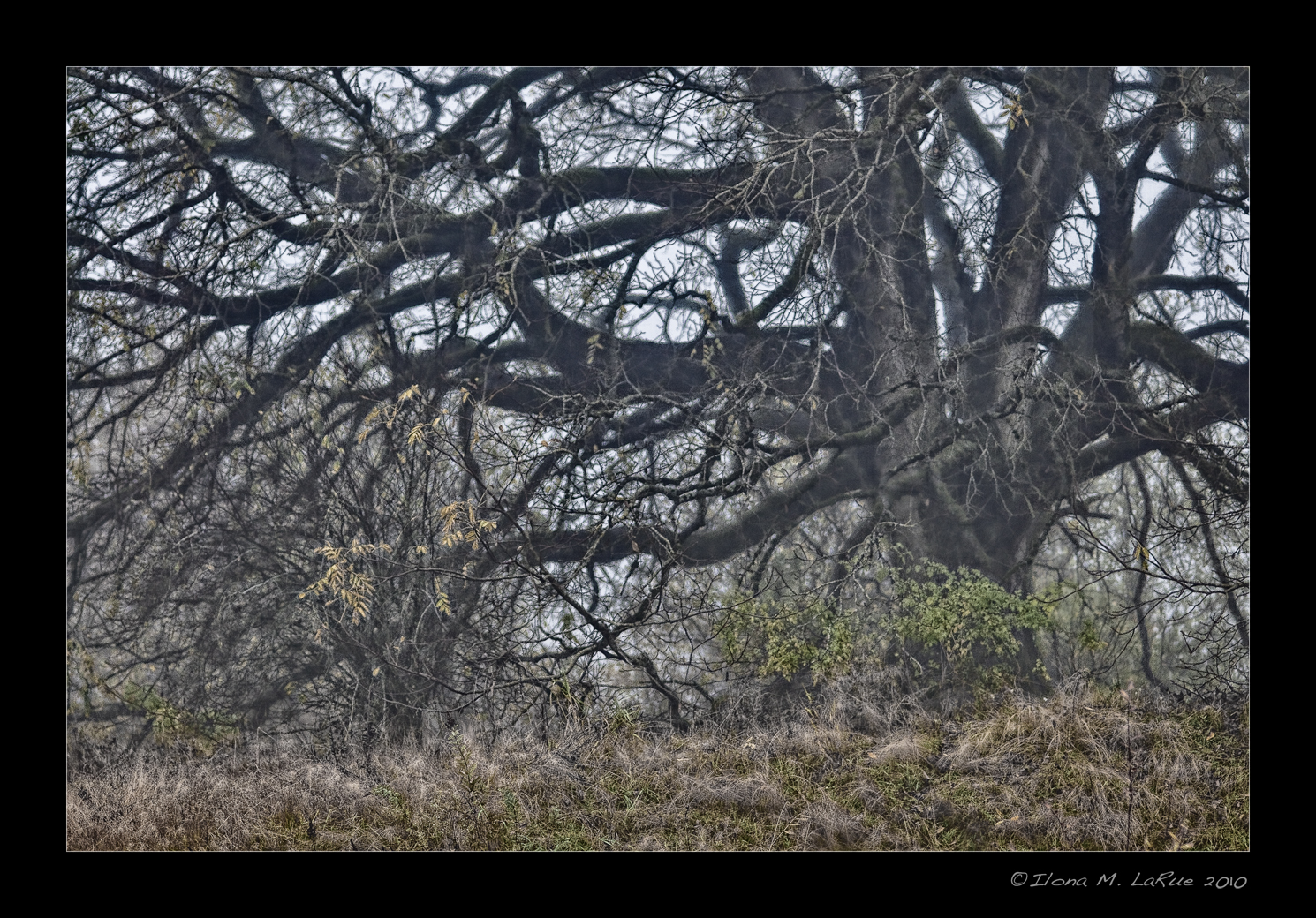 Spooky Tree