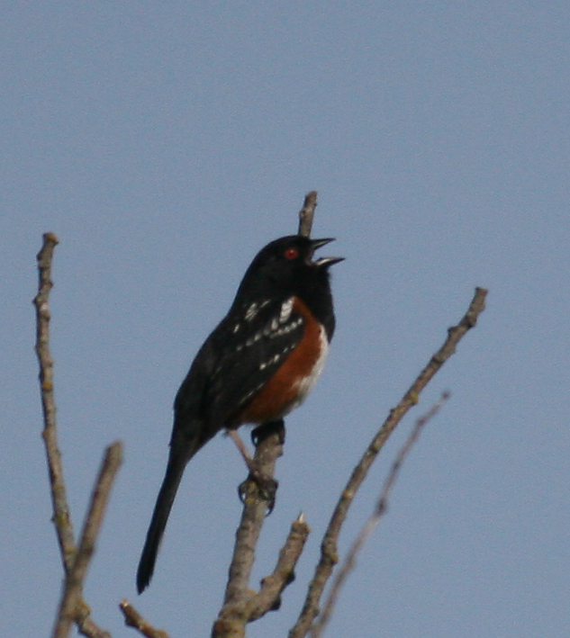 Spotted Towhee