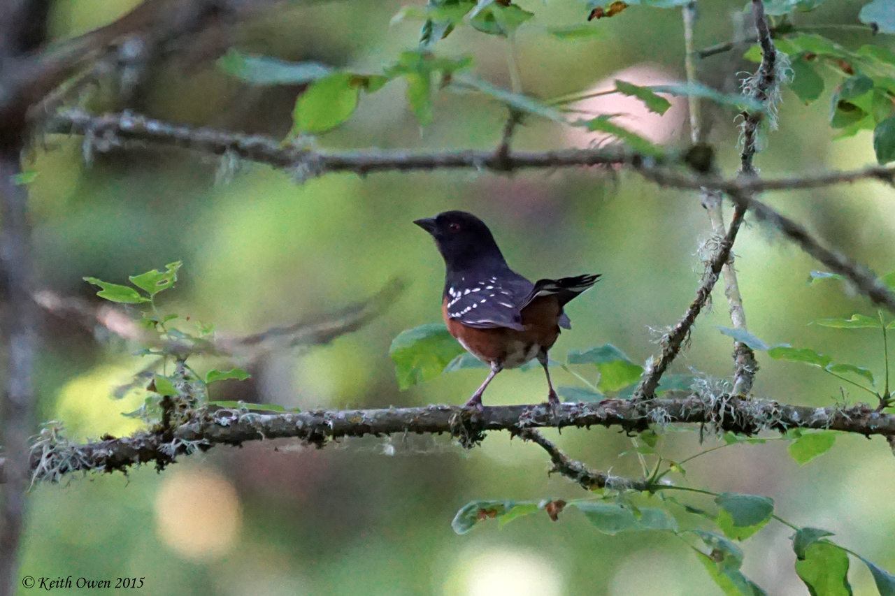 Spotted Towhee