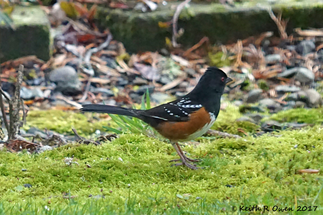 Spotted Towhee