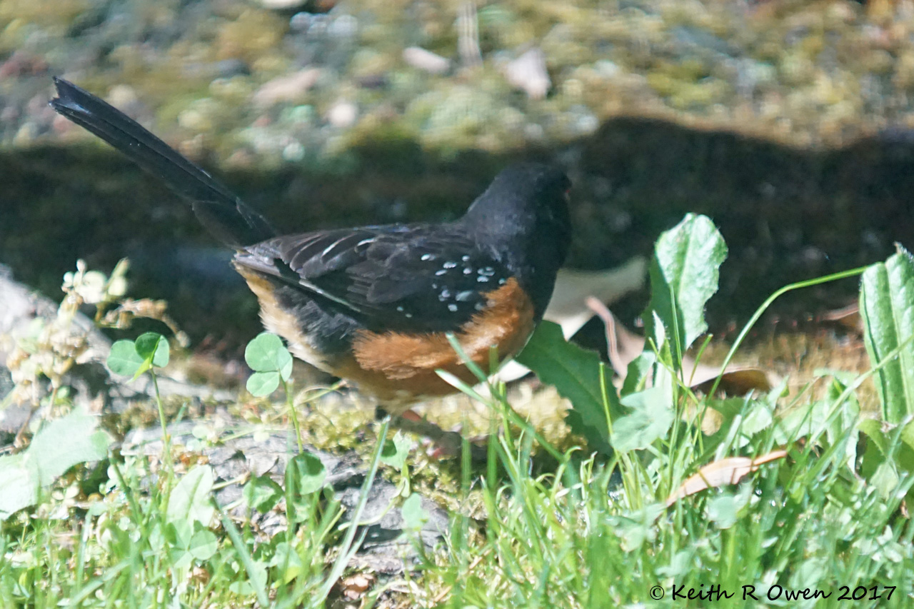 Spotted Towhee