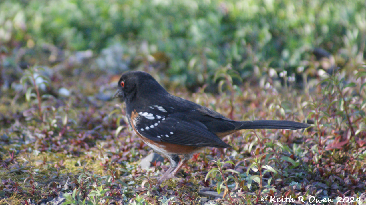 Spotted Towhee