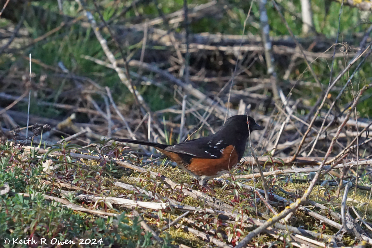 Spotted Towhee