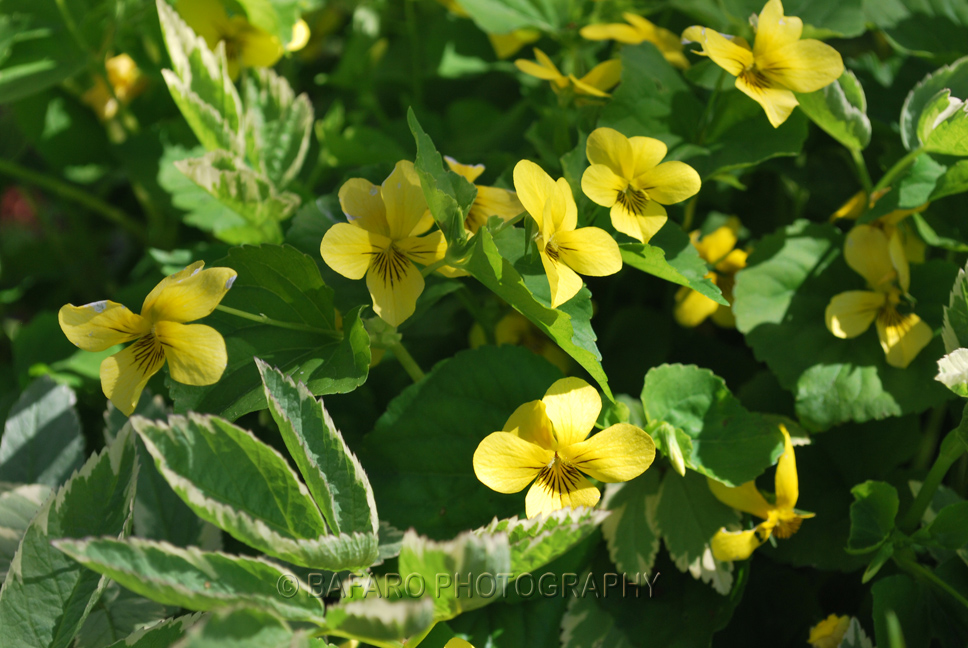 Spring bloom Yellow flowers