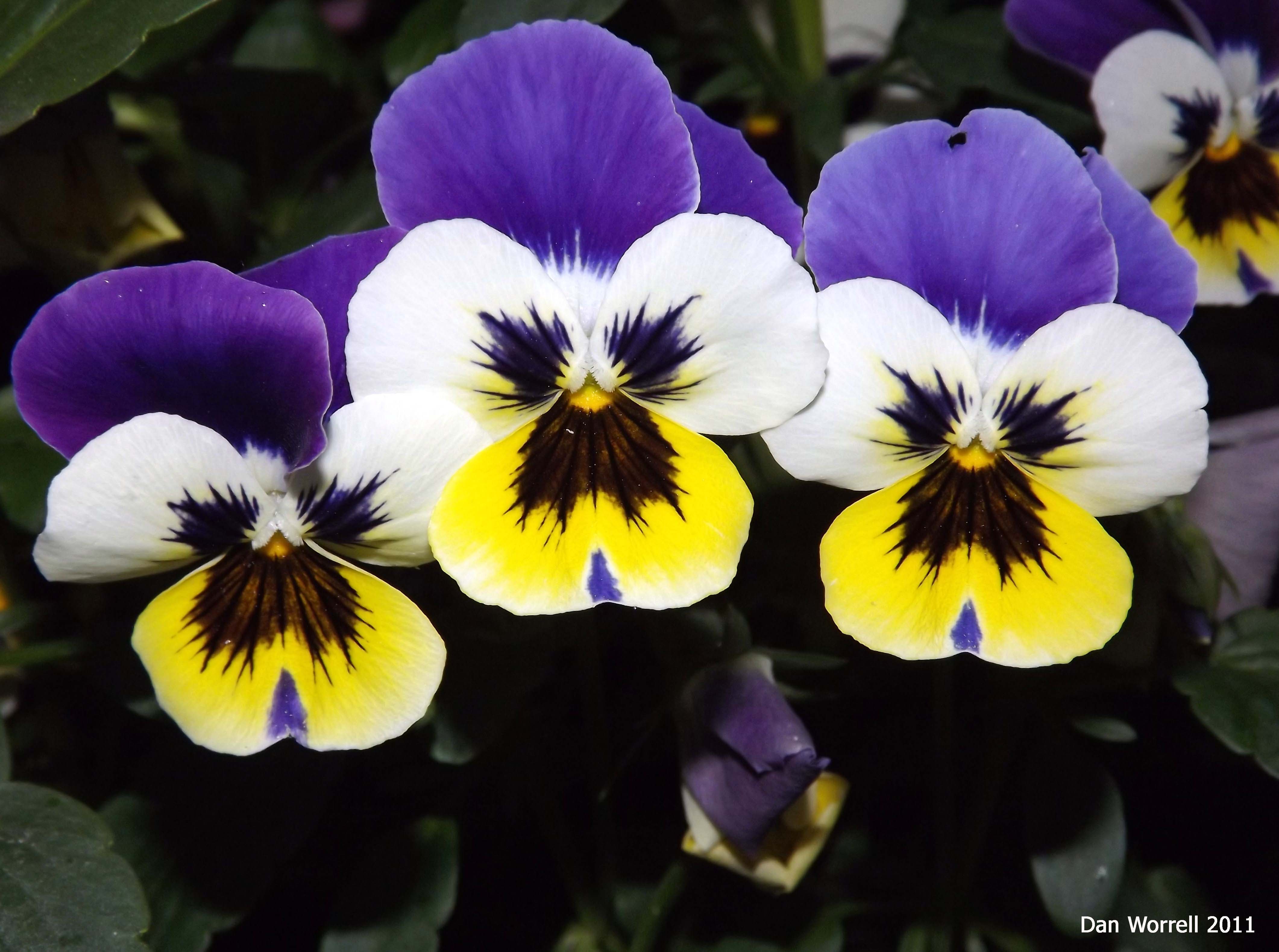 Spring Color