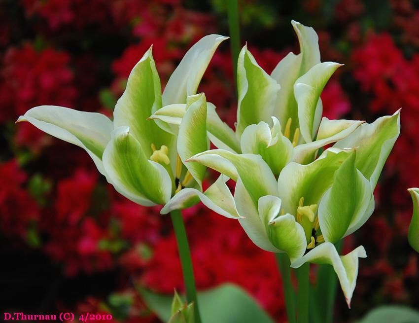 Spring Green Tulips