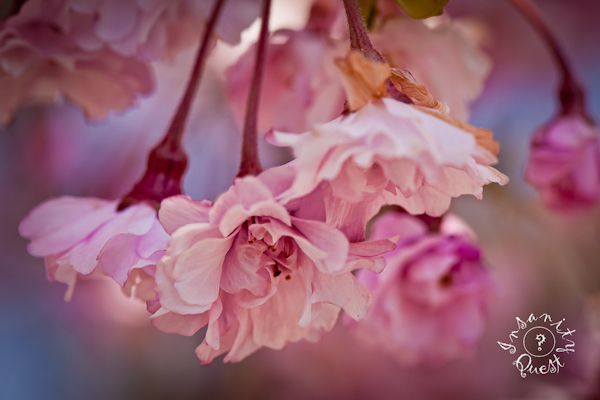 Spring in Boise, ID