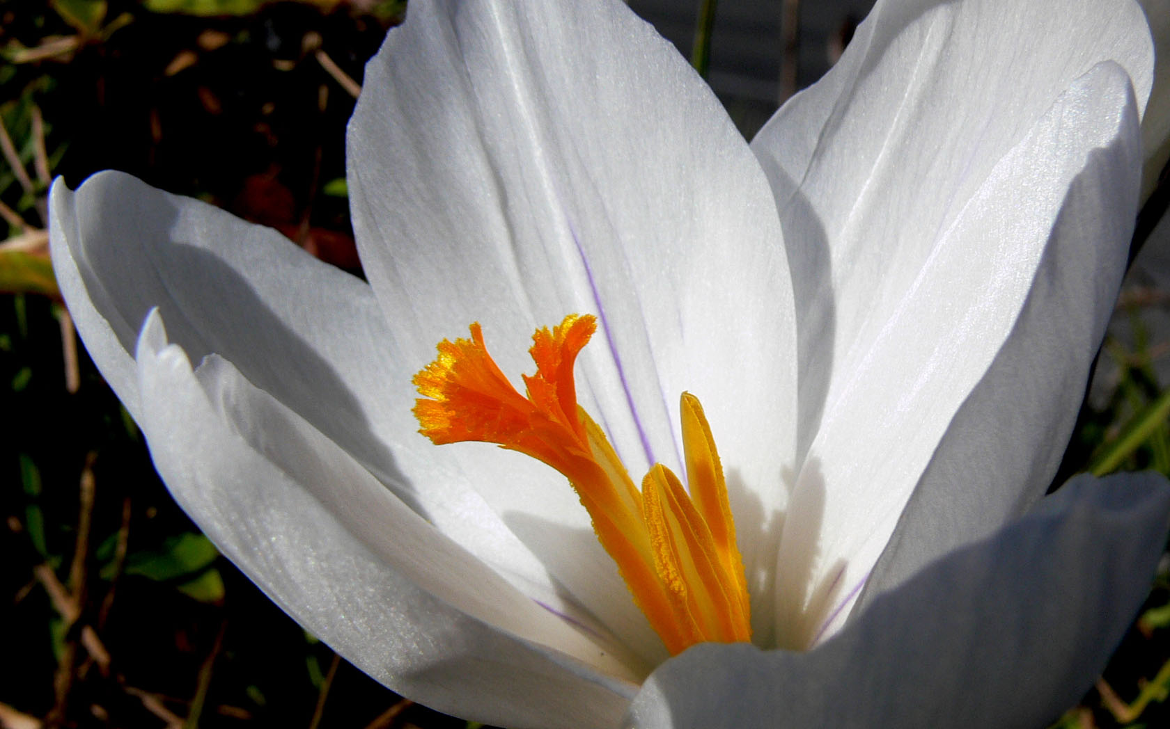Spring in February