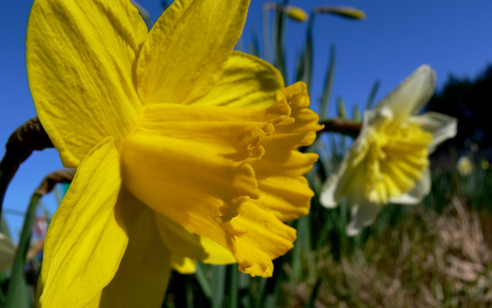 Spring in February