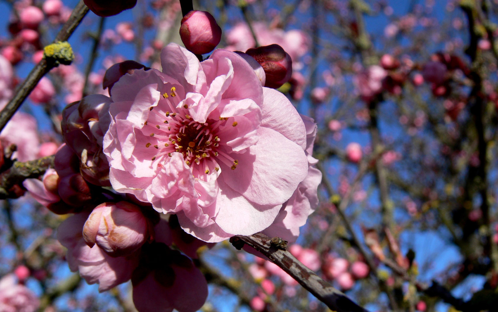 Spring in February