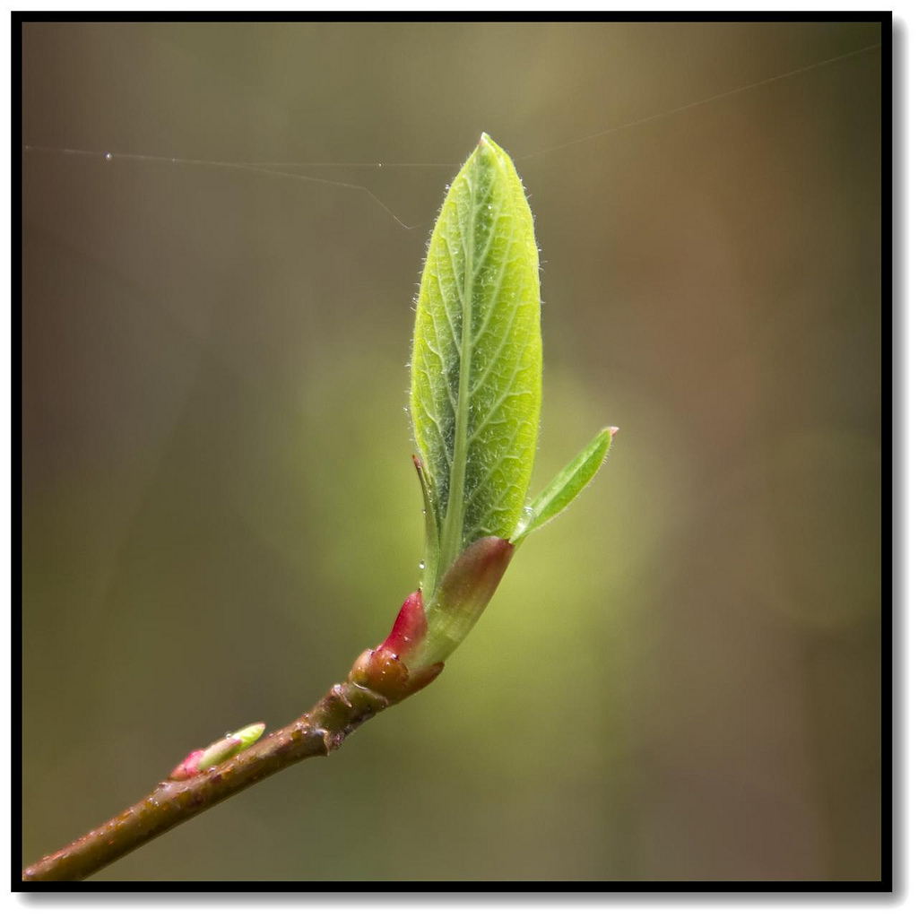 Spring is springing.