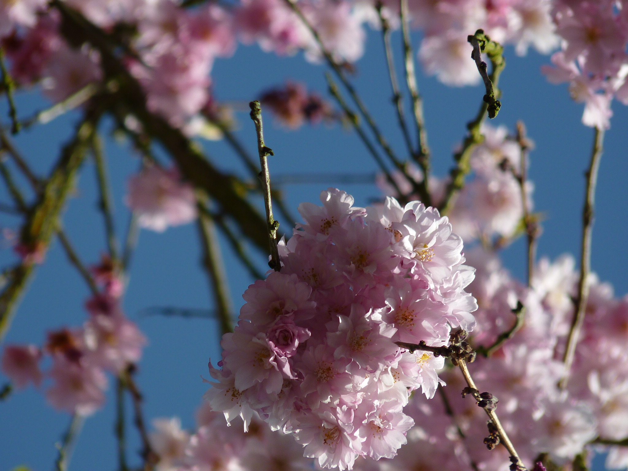 Spring Love