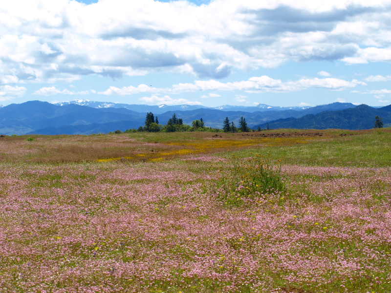 Spring on Lower Table Rock