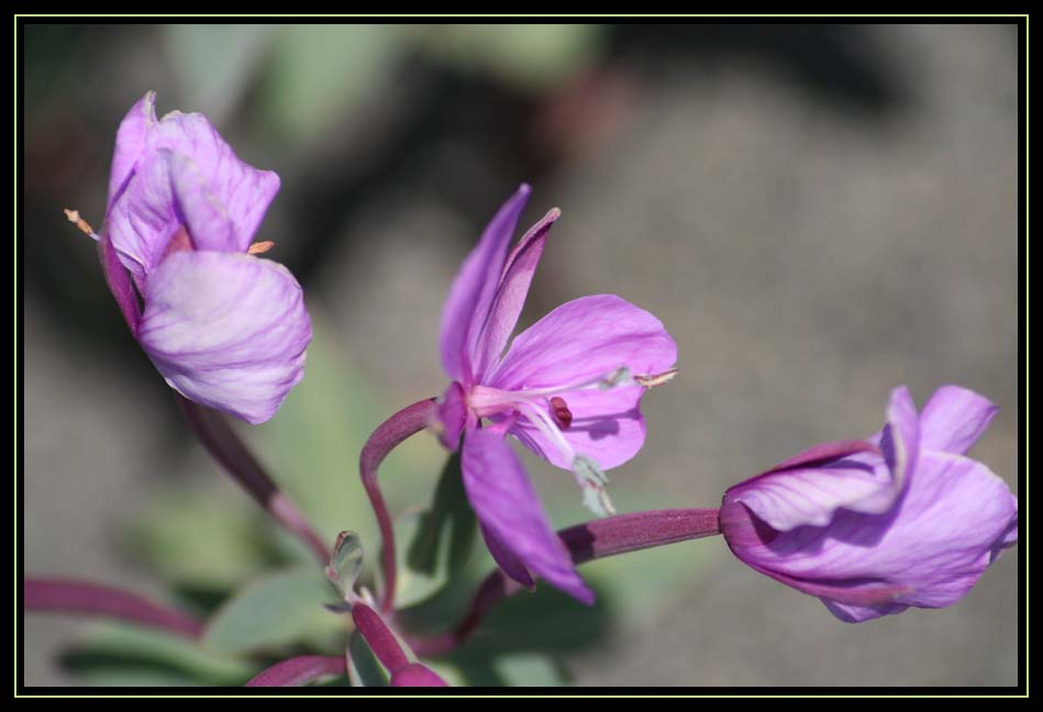 Spring Shower - Sun Dried !