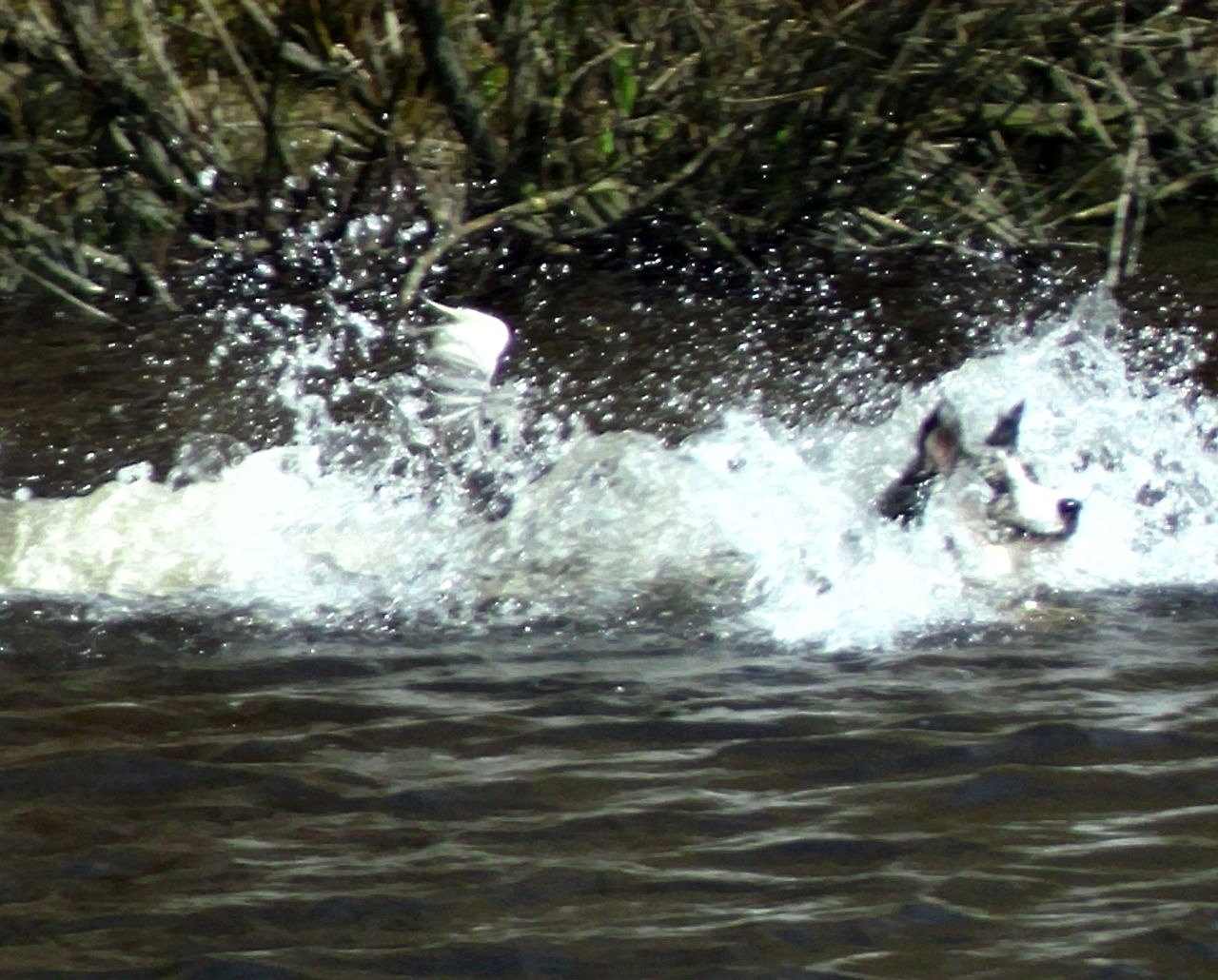 Spring swim for Mollie