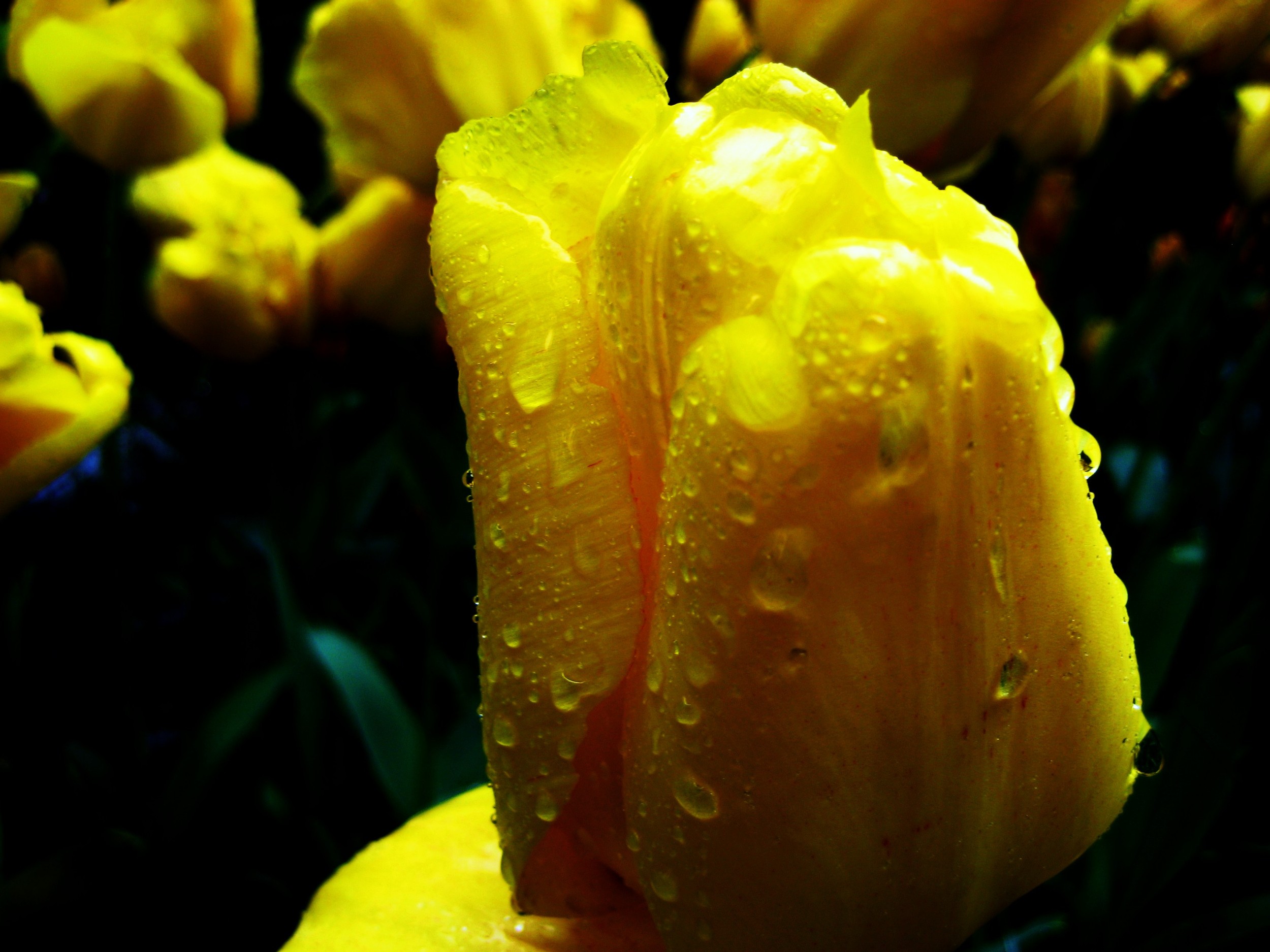 spring