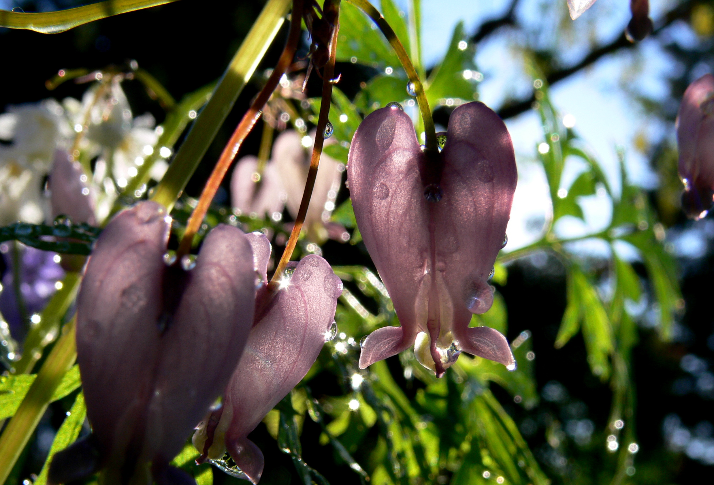 spring!