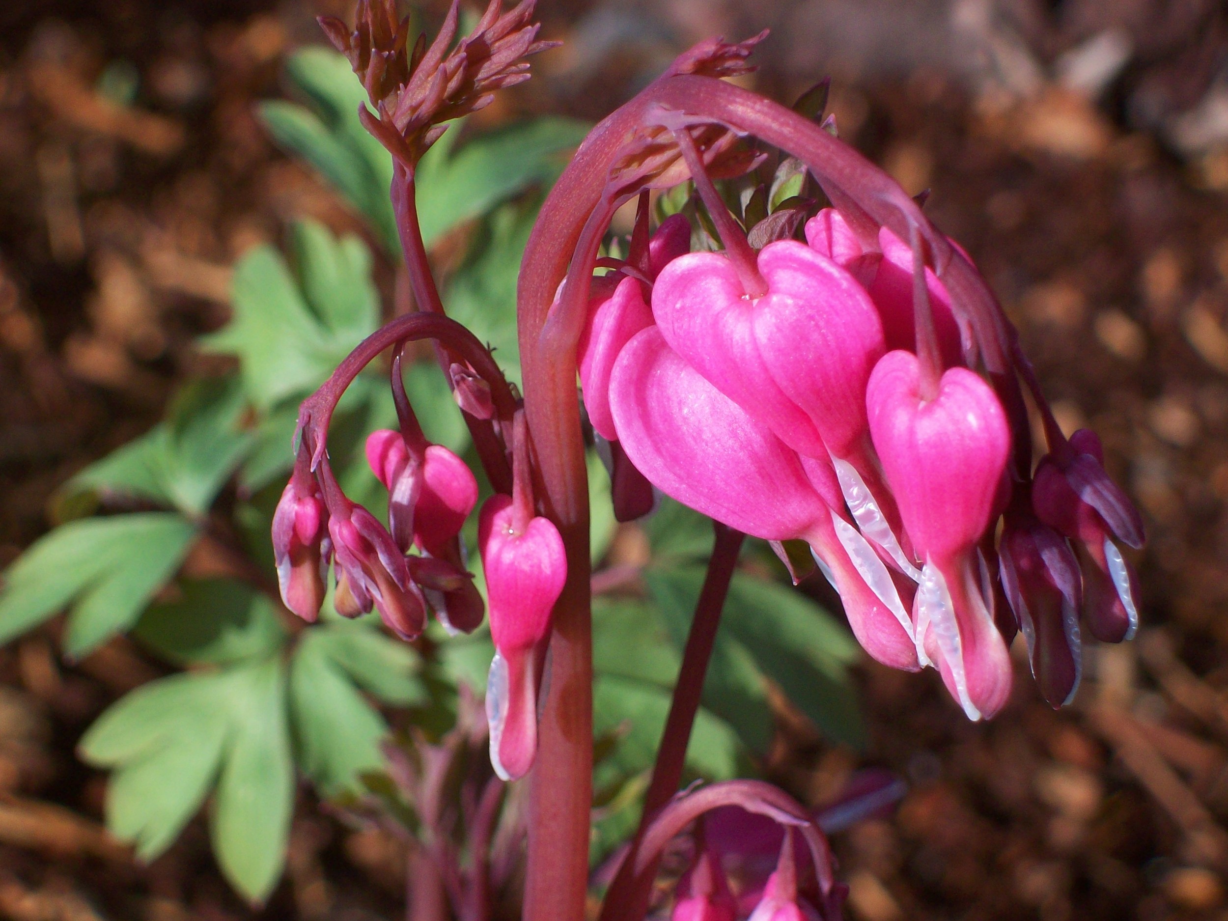 spring_09_059