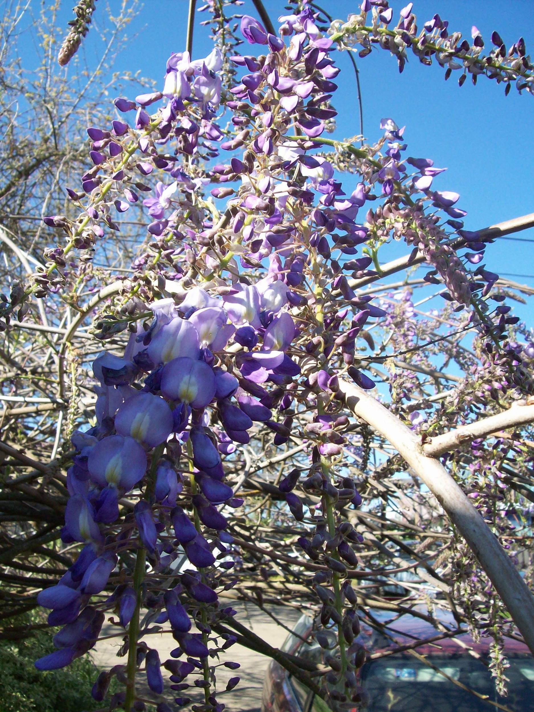 spring_09_208