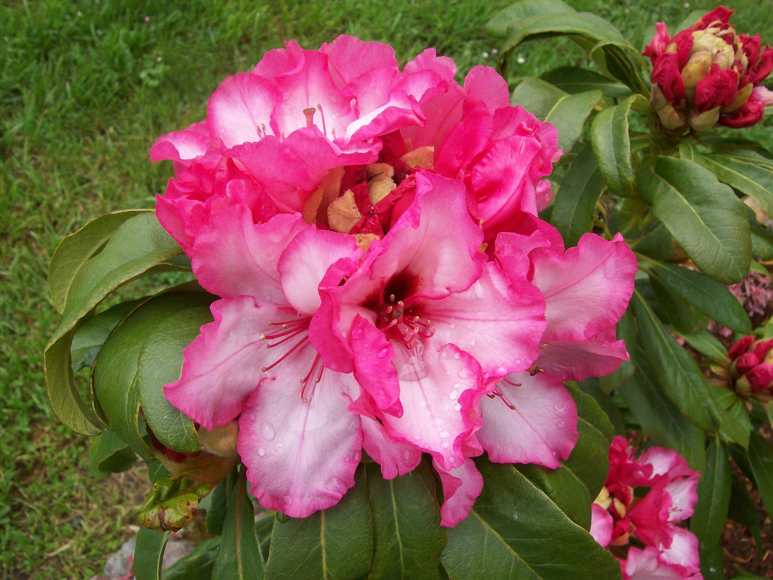 spring_09_619