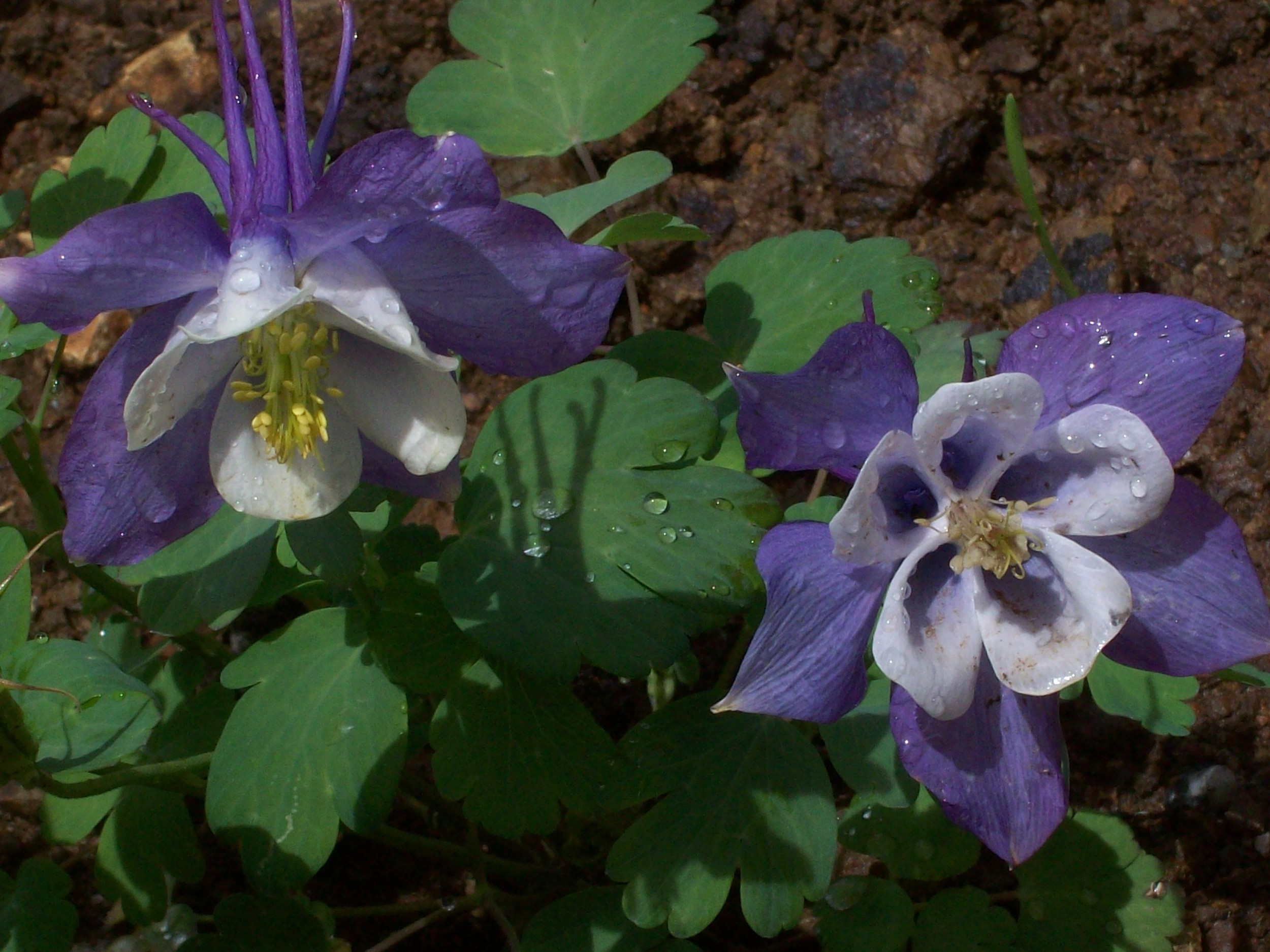 spring_09_713