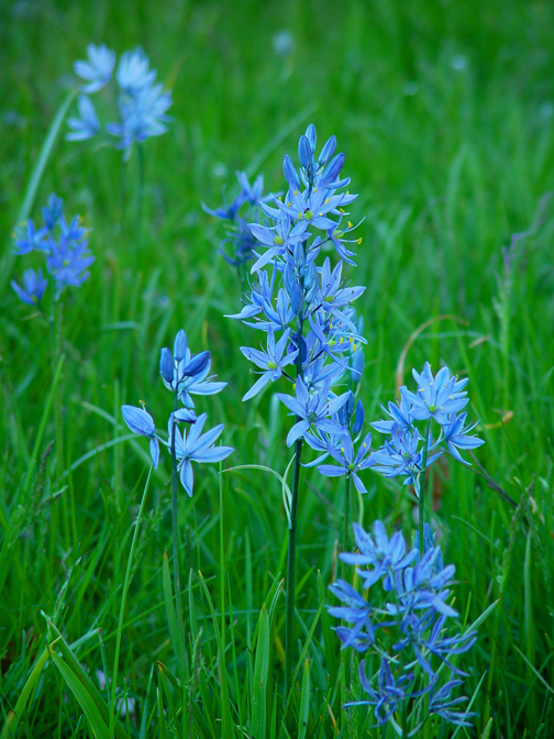 Springtime Camas