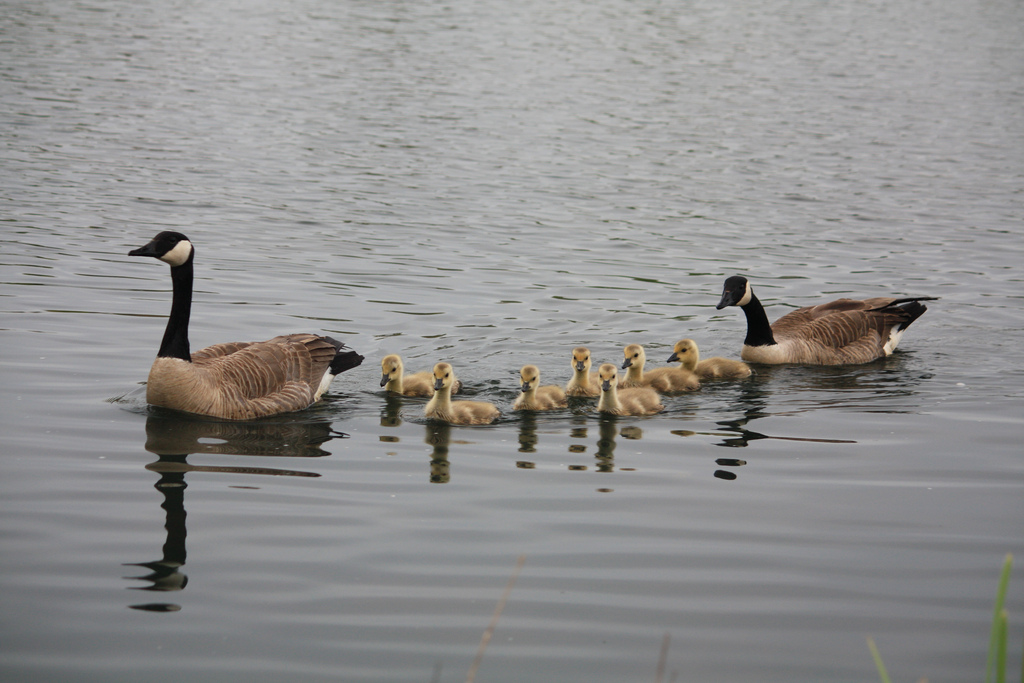 Springtime in the Wetlands