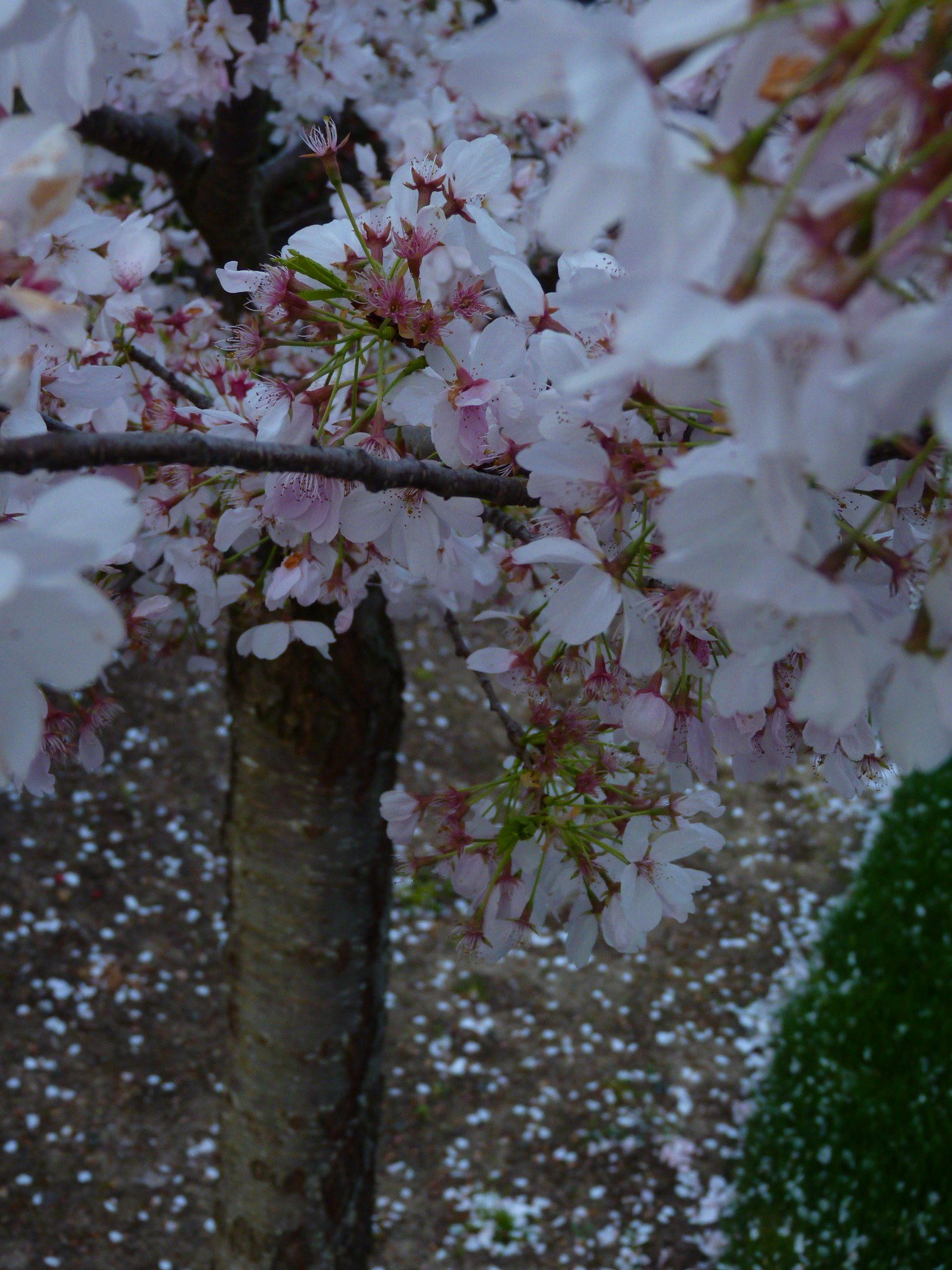 Springtime
