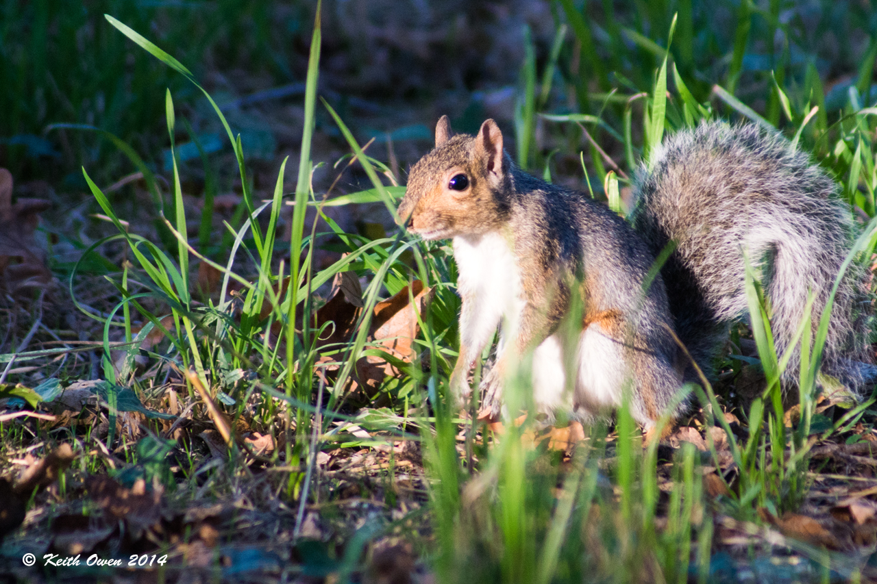 Squirrel