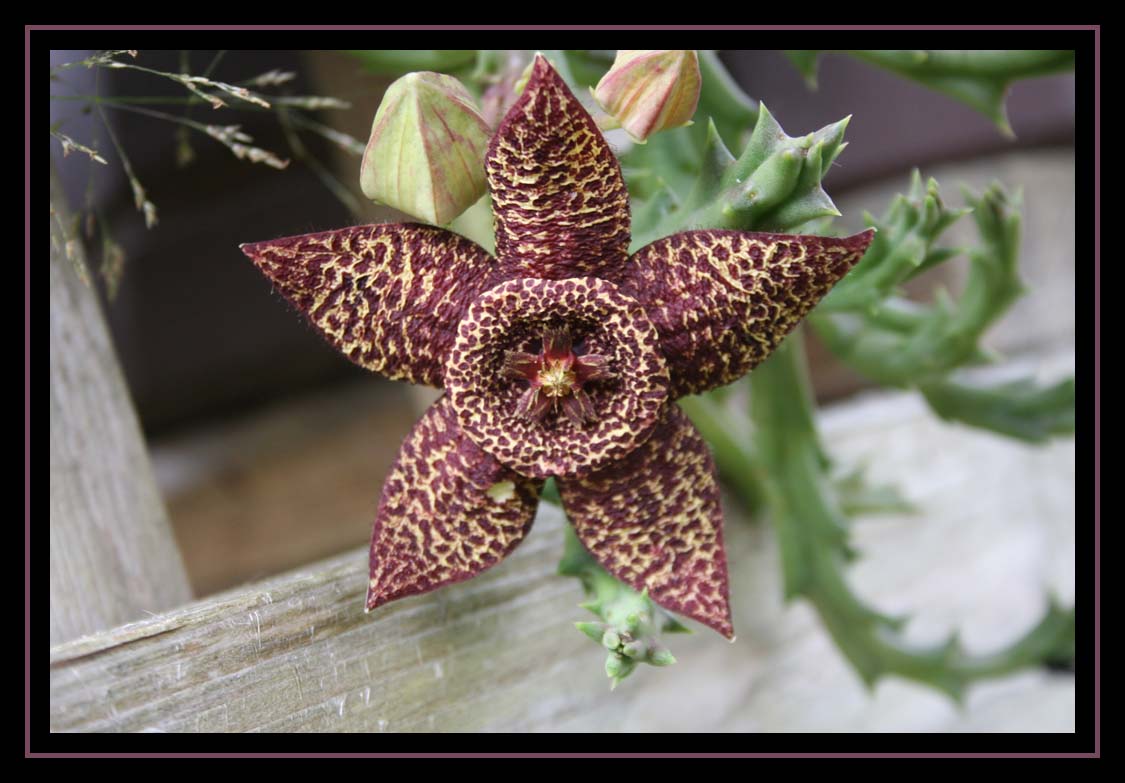 Stapelia lepida