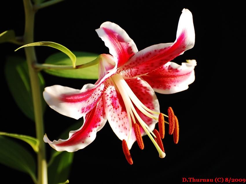 star gazer