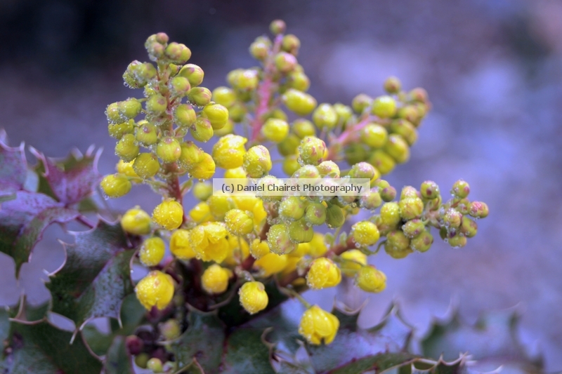 State Flower Oregon Grape