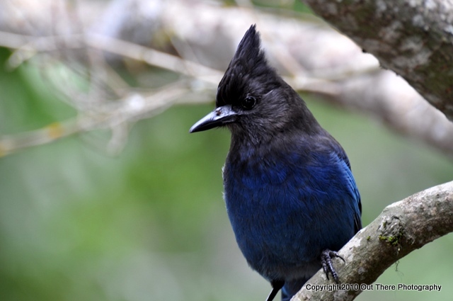 Stellar Jay