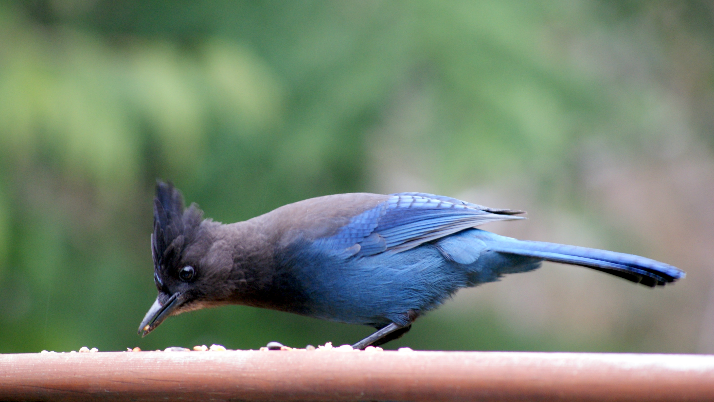 Stellars Jay