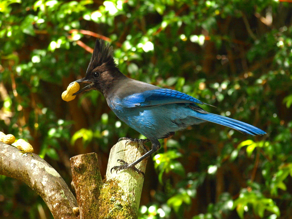 Steller's Jay